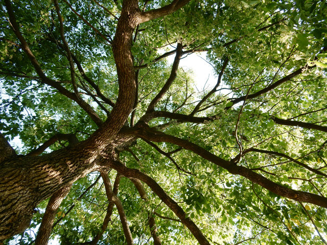Looking up into the canopy of a large camphor tree